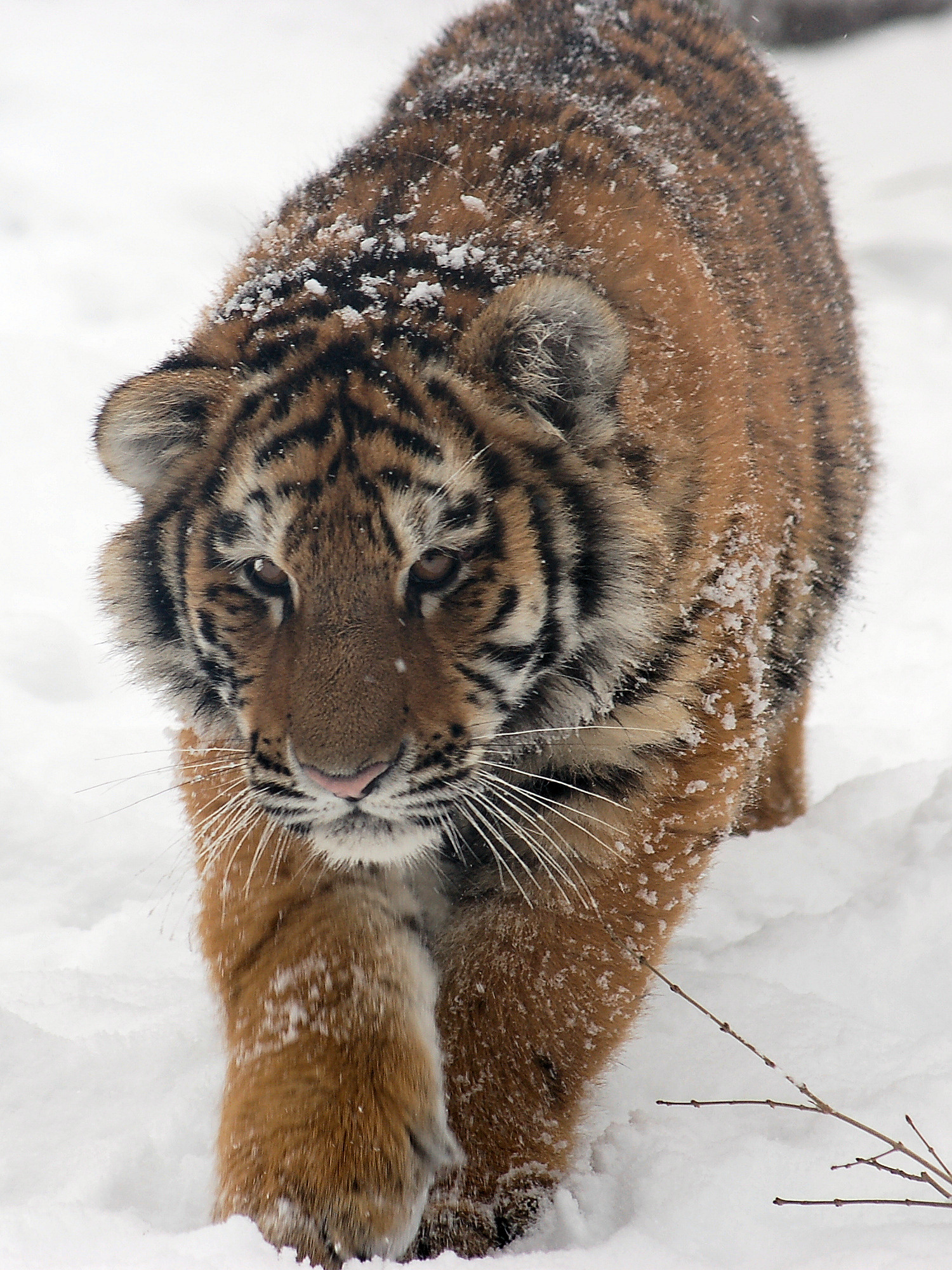 Amur tiger walking in snow