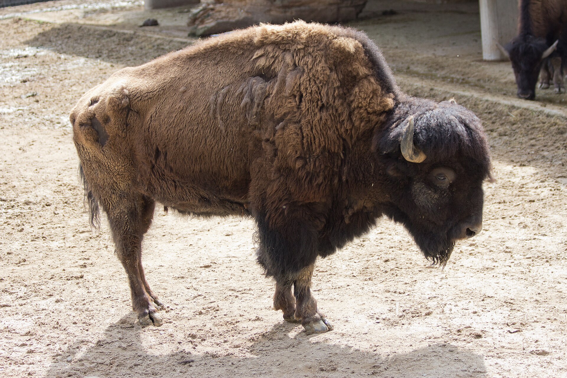 Bison standing in snow